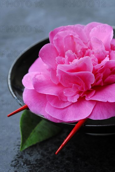 Camellia flower