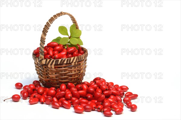 Barberry berries