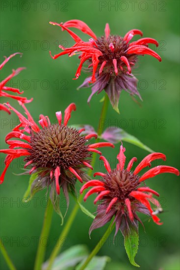 Monarda