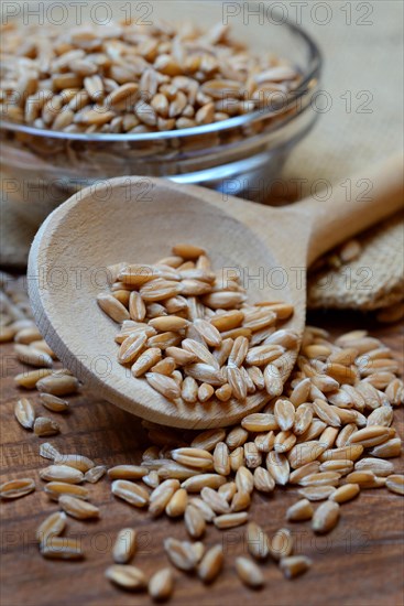 Dinkel wheat