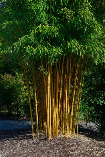 Bamboo