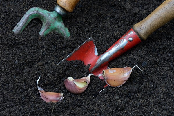 Garlic cloves with garden shovel