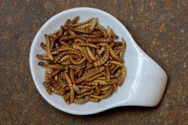 Mealworms in shell