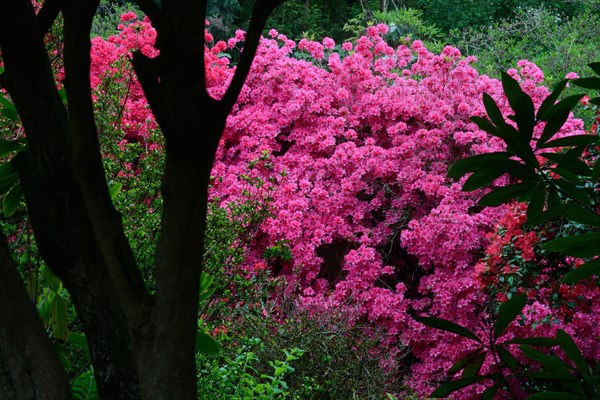 Flowering pink azaleas