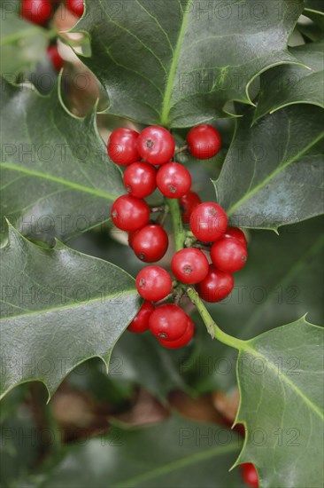 European holly in the forest