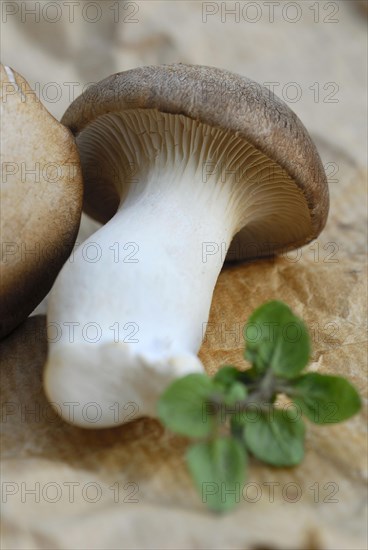 Brauner king trumpet mushroom