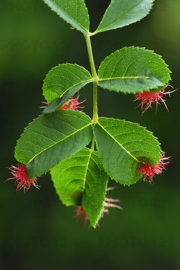 Mossyrose gall wasp