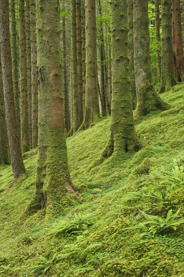 Spruce forest