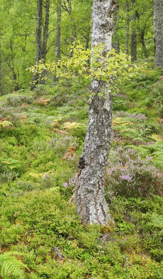 Birch forest