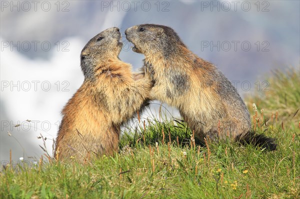 Alpine Marmot