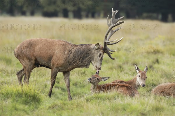 Red Deer or Hart