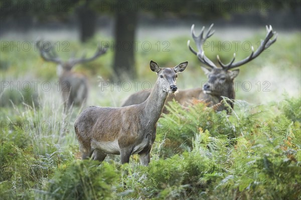 Red Deer or Hart