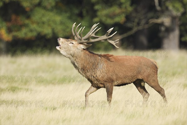 Red Deer or Hart