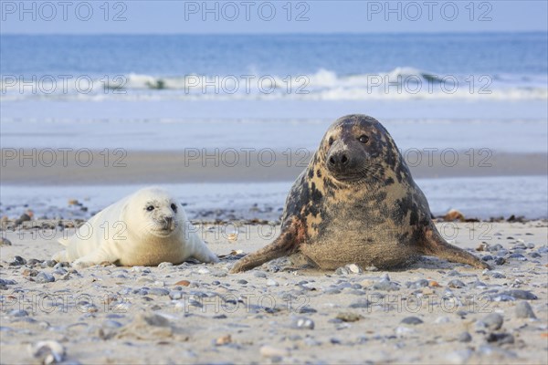 Grey seal