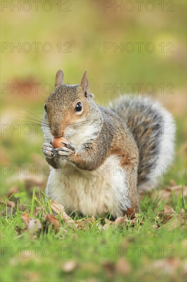 Eastern gray squirrel