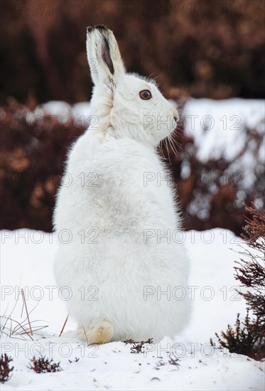 Mountain hare