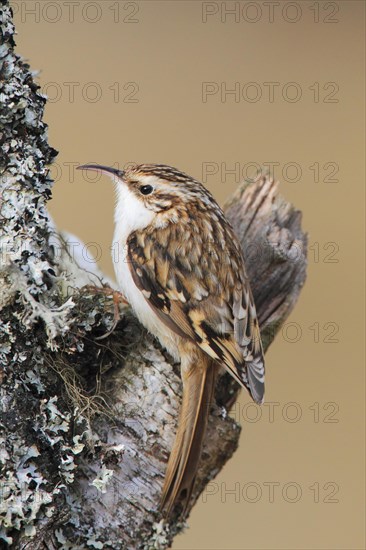 Eurasian Treecreeper