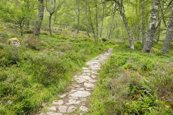 Footpath in birch forest