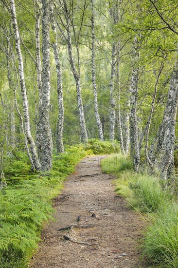 Footpath in birch forest