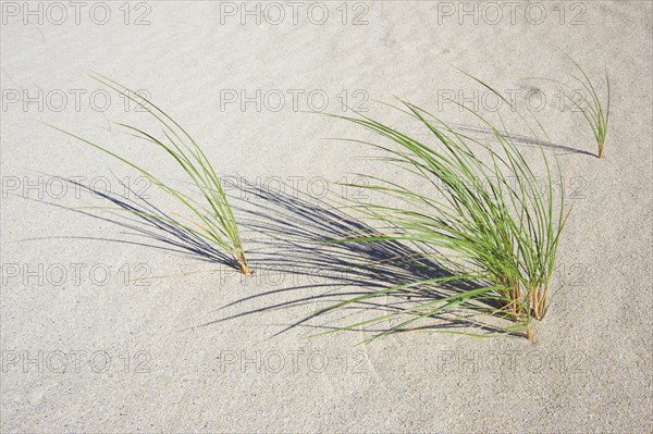 Marram Grass in sand