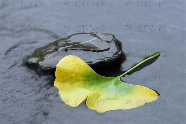 Ginkgo