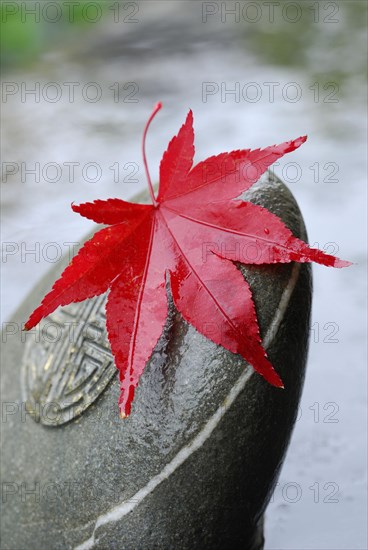 Downy Japanese Mapleleaf on stone