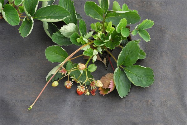 Strawberry plant with foil cover