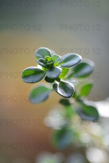 Silver thyme
