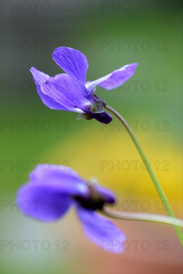 Wood violet