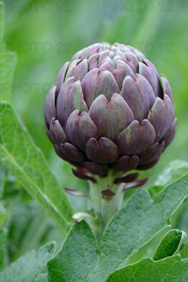 Artichoke