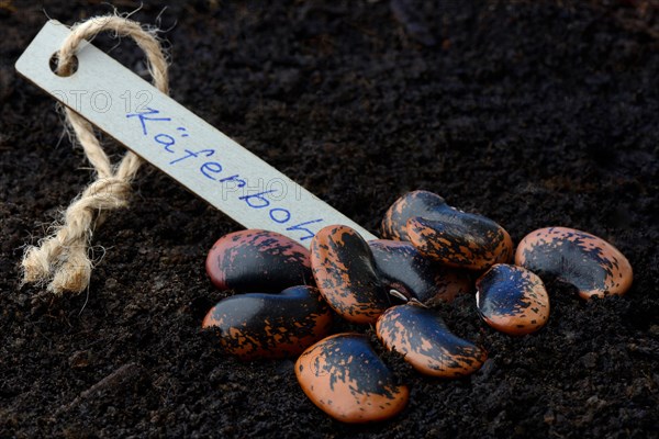 Runner Beans