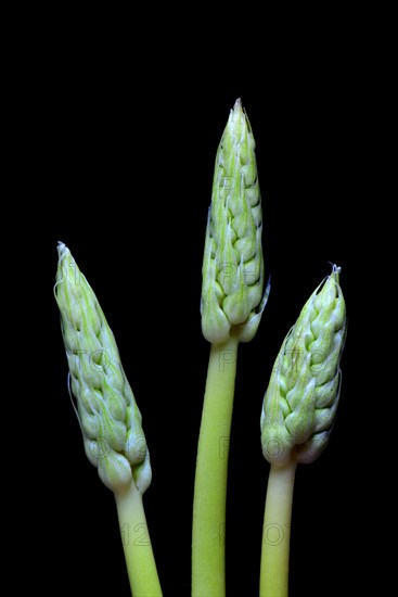 Pyrenees-Star-of-Bethlehem