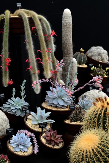 Different cacti and thick leaf plants with designation