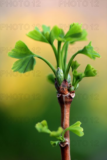 Leaf shoots of ginkgo tree