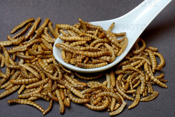 Mealworms in Asian spoon