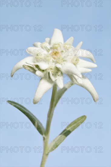 Alpine Edelweiss