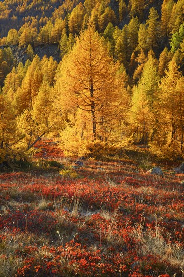 Larch forest and blueberry bushes