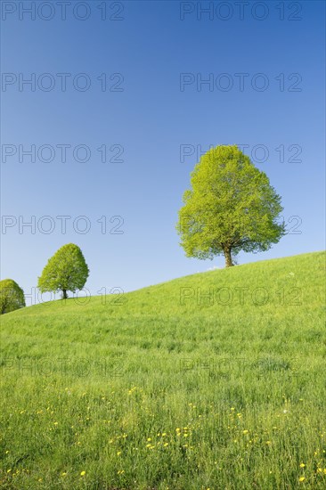 Linden near Ebmatingen in the Zurich Oberland