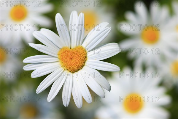 Ox-eye daisy