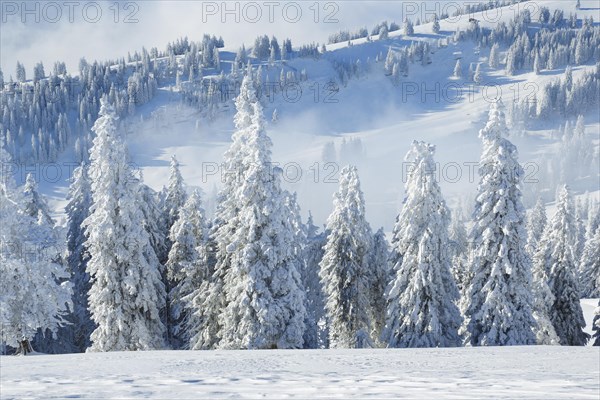 Snowy spruce forest