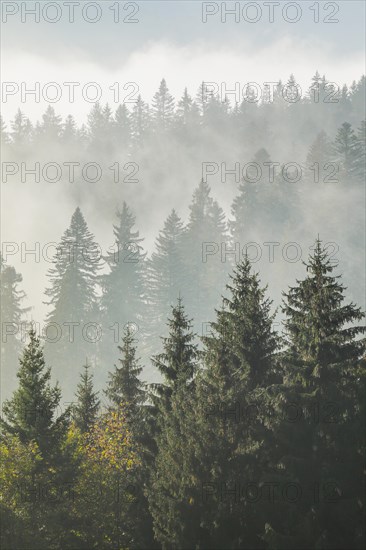 Forest in the fog