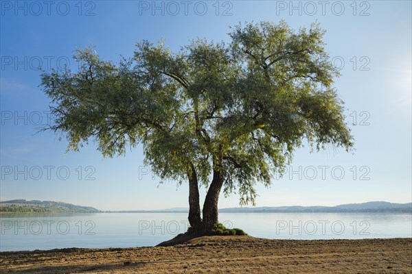 Pasture at Lake Murten