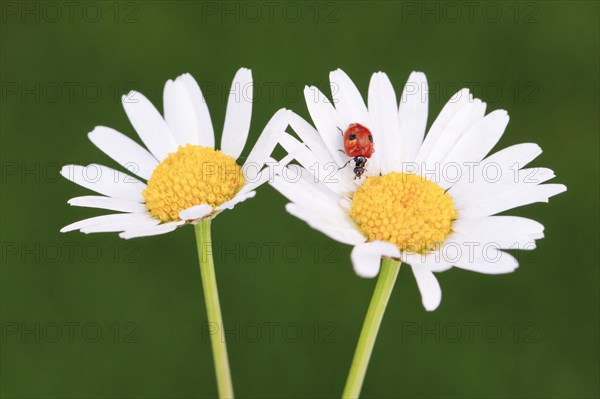 Two-spotted ladybird on daisy