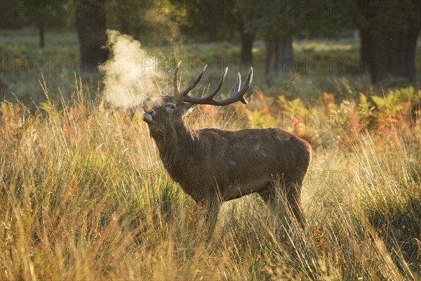 Red Deer or Hart