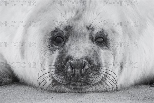 Grey seal