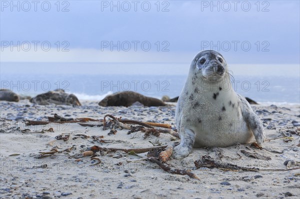 Grey seal