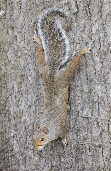 Eastern gray squirrel