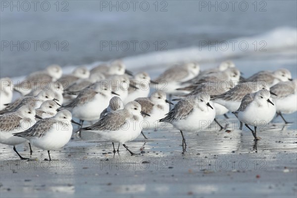 Sanderling