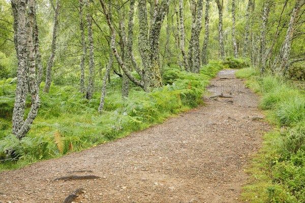 Footpath in birch forest