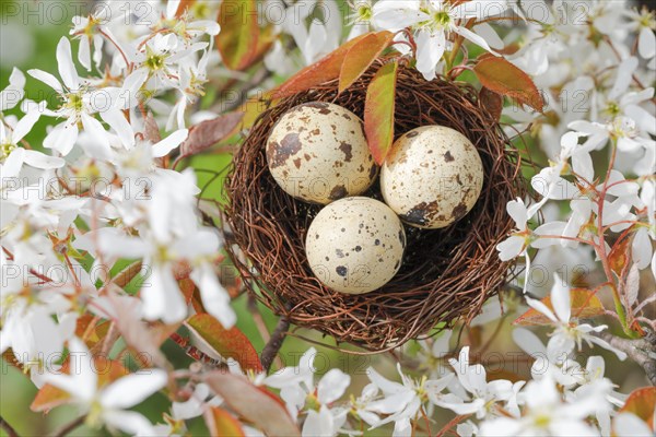 Nest in weeping pear tree